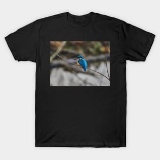 Kingfisher T-Shirt